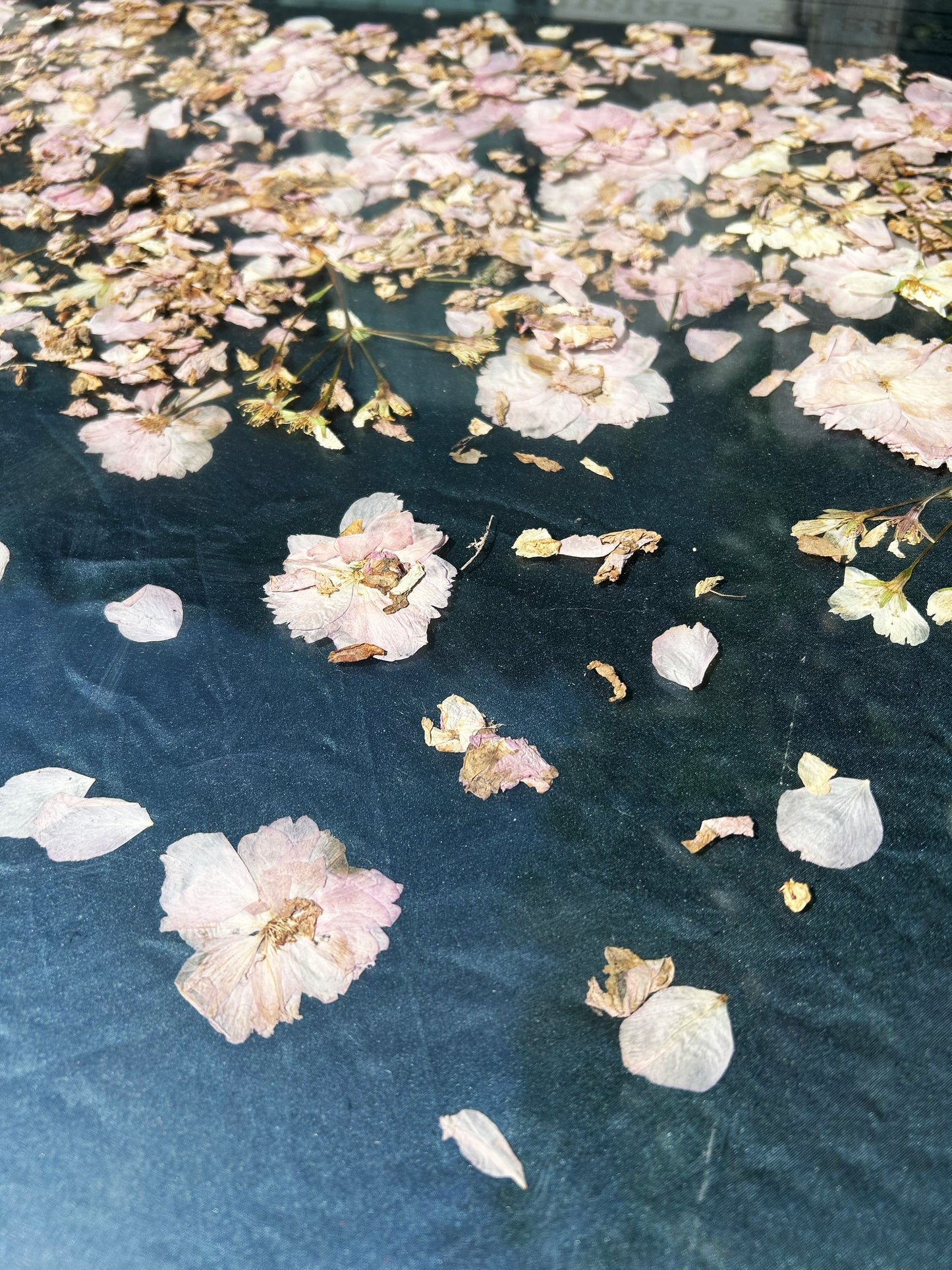 FLEURS DE CERISIER