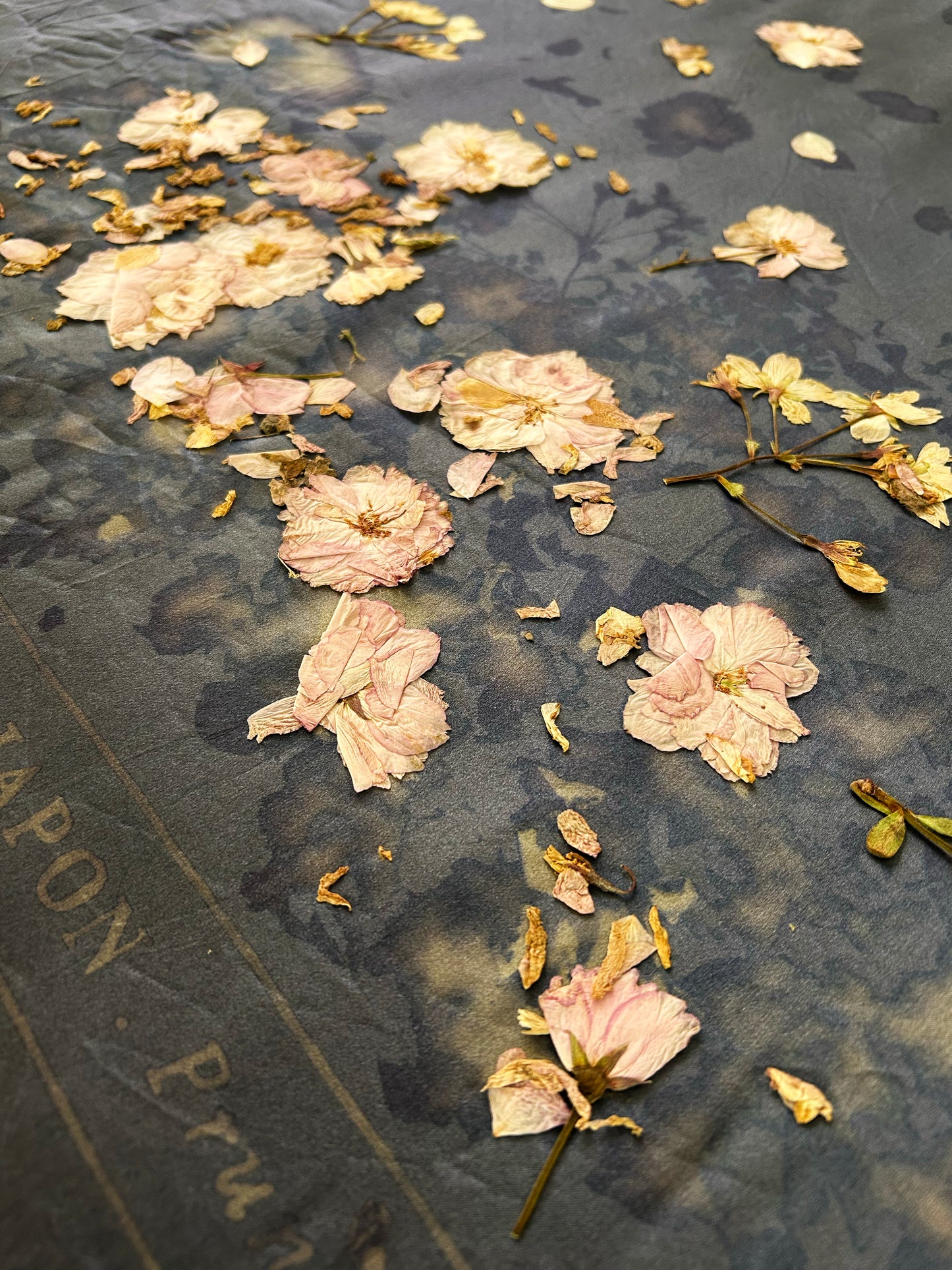 FLEURS DE CERISIER
