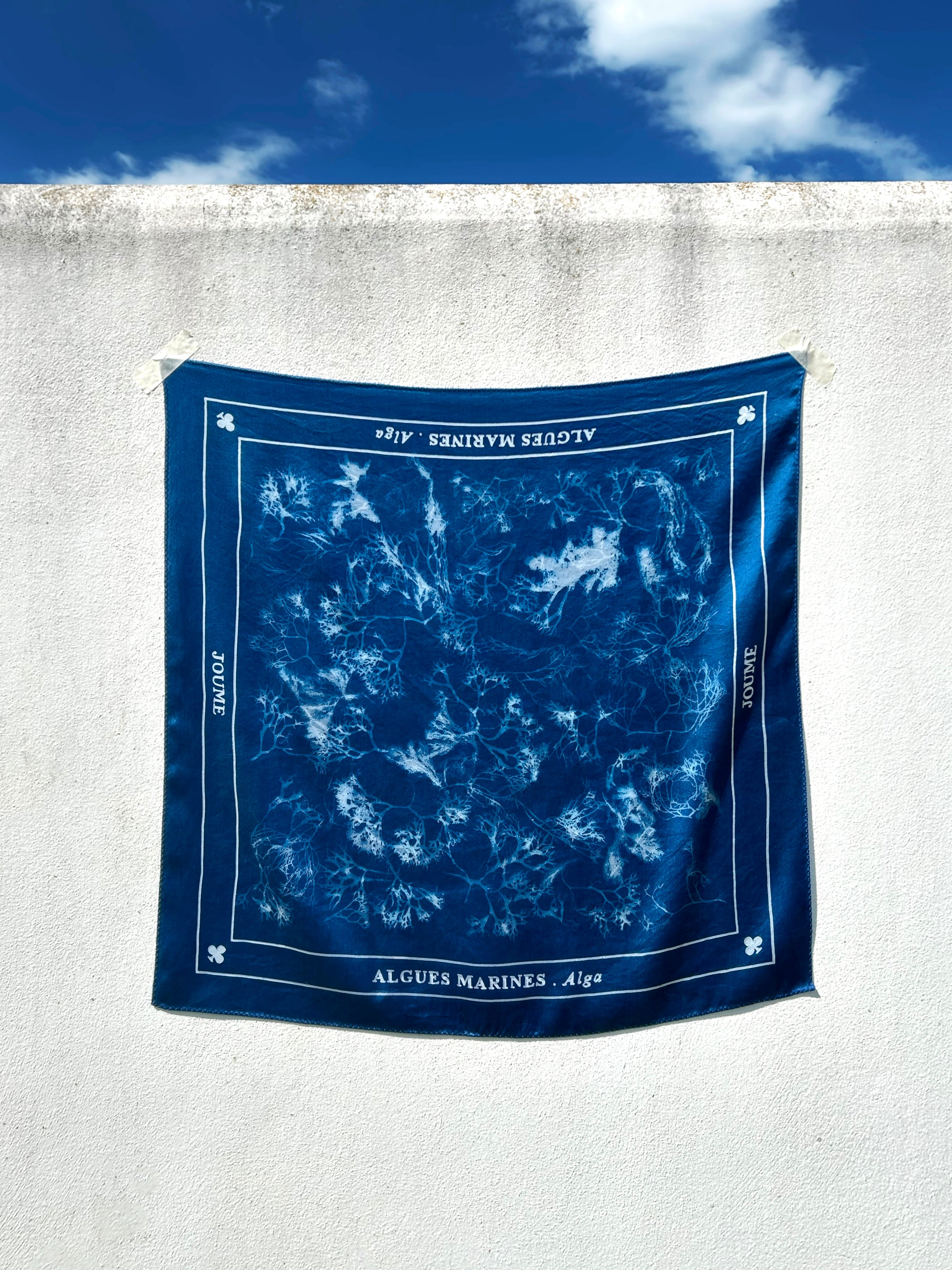 ALGUES MARINES