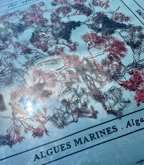 ALGUES MARINES