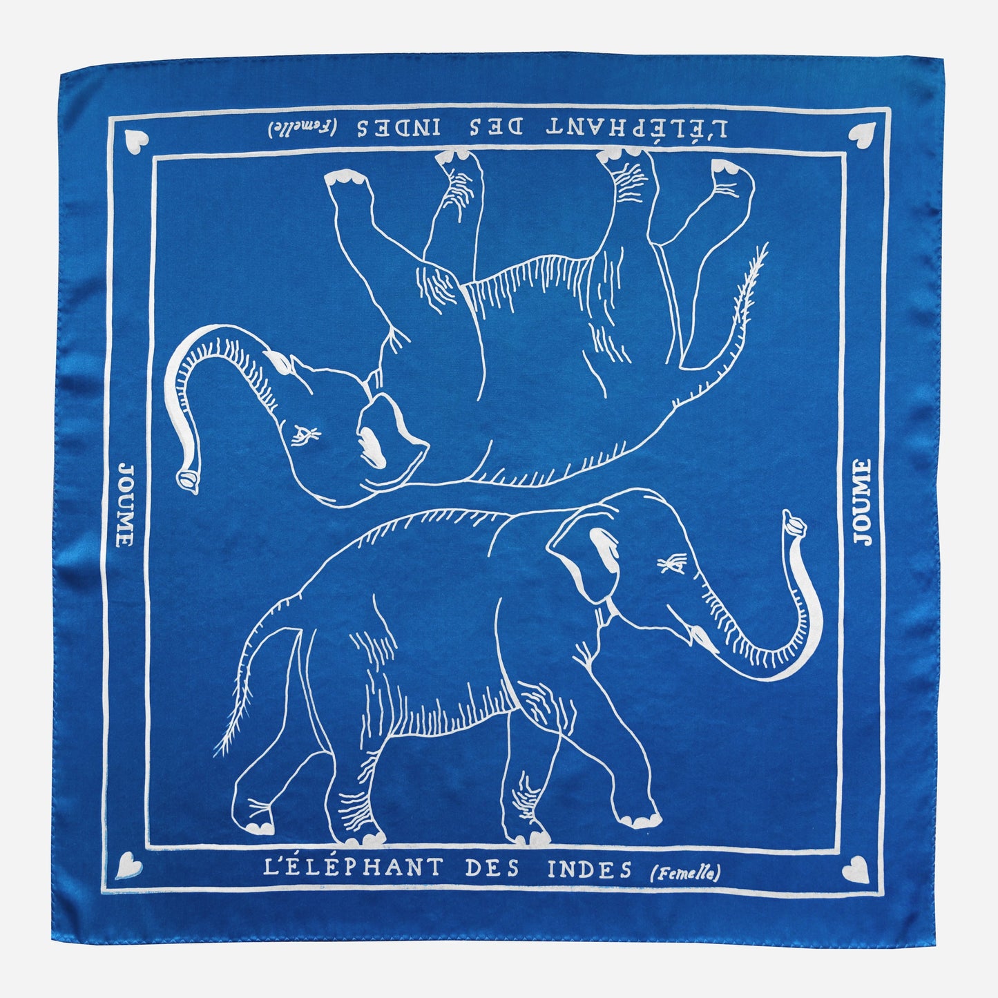 L'éléphant des Indes (femelle)