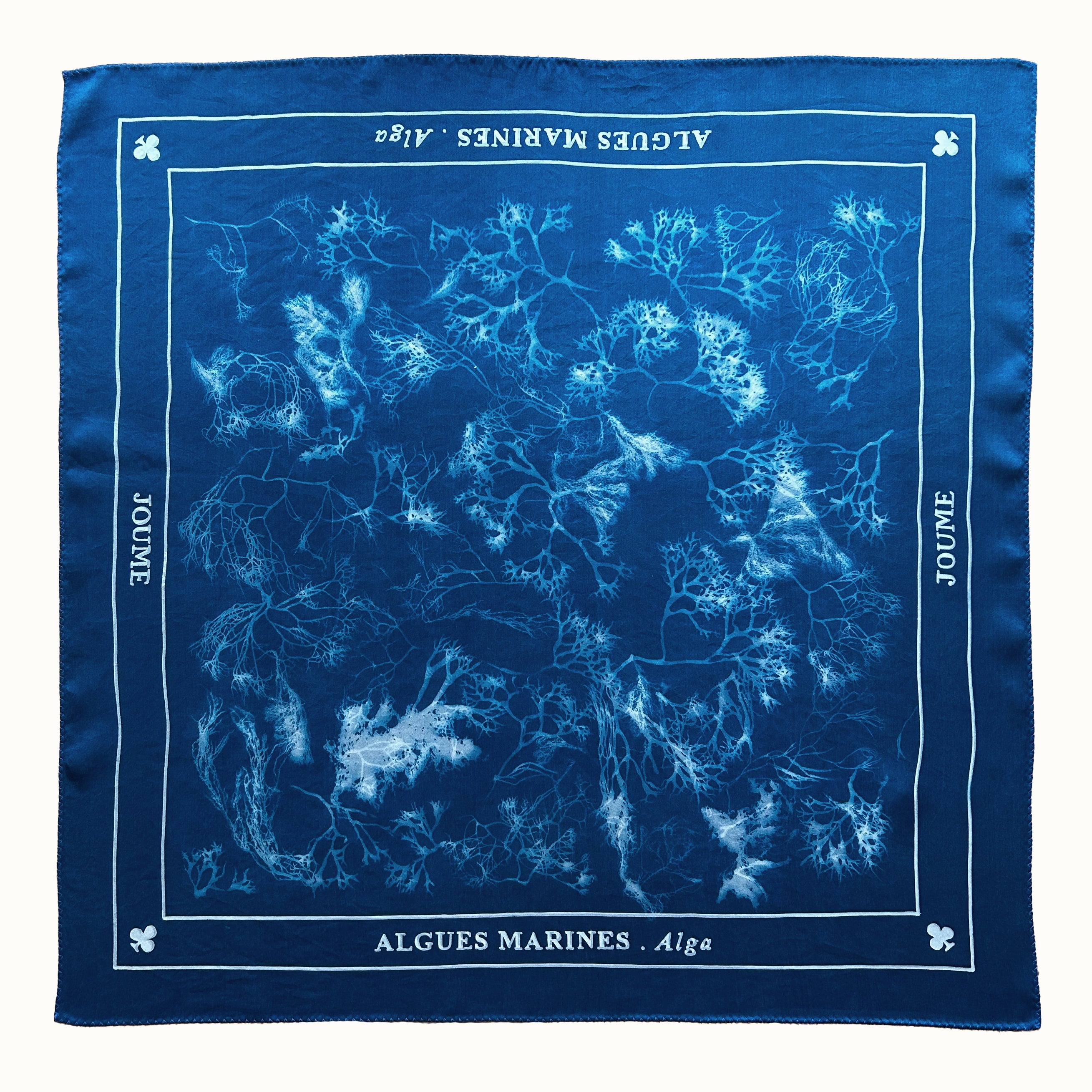 ALGUES MARINES